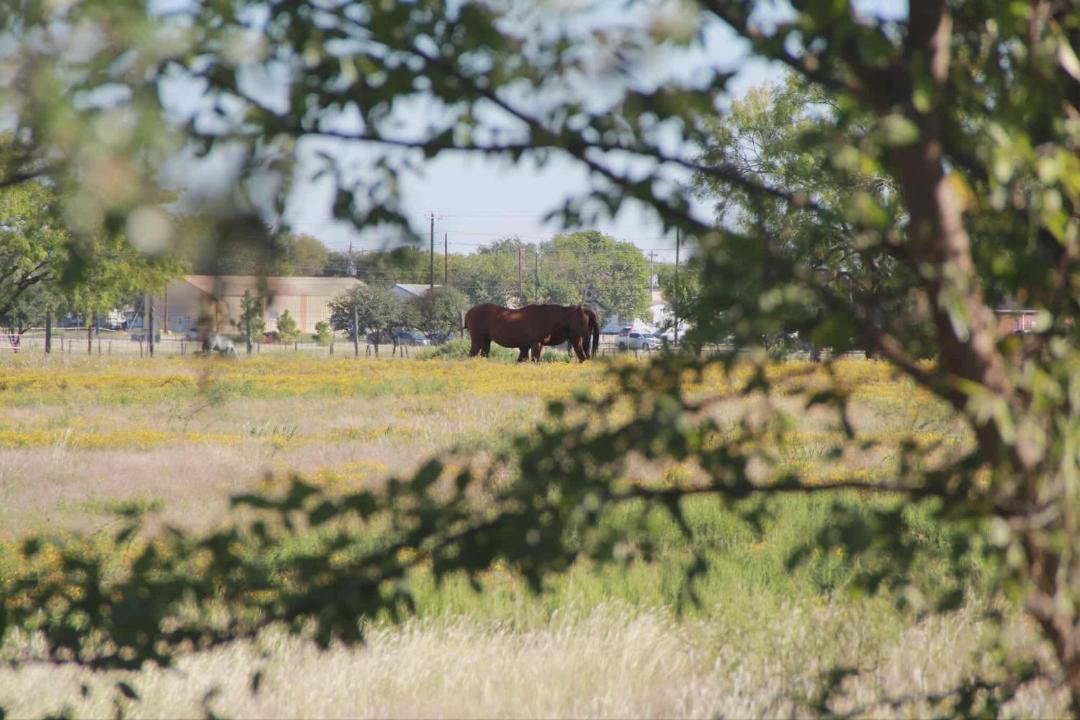 Photo of Others in Little Elm