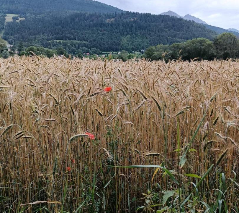 Photo of Others in Nantes-en-Ratier