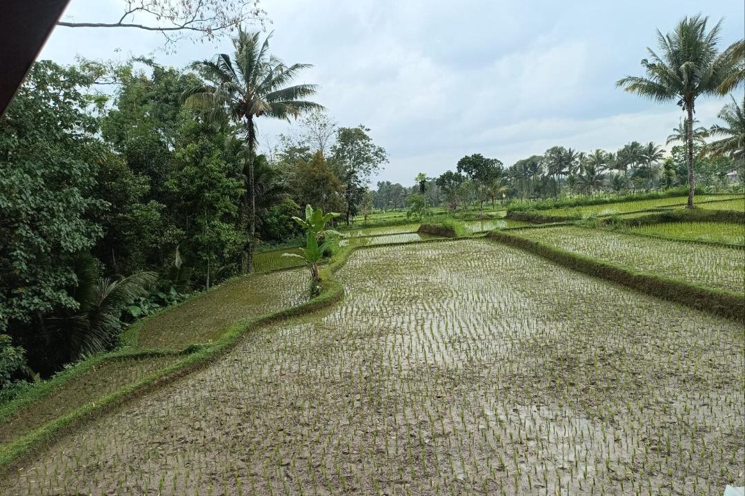 Photo of Others in Tetebatu