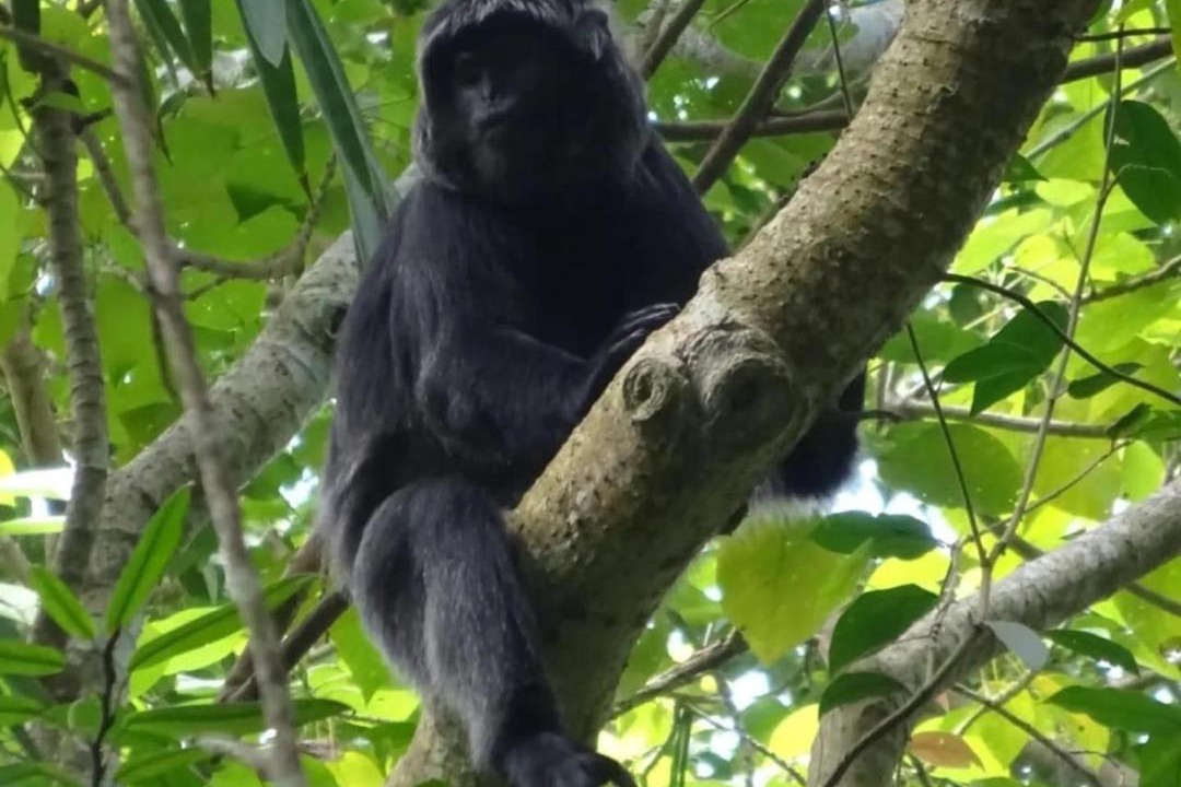Photo of Others in Tetebatu