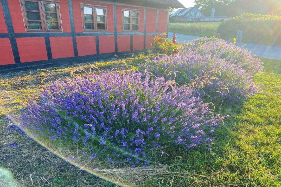 Photo of Others in Frørup