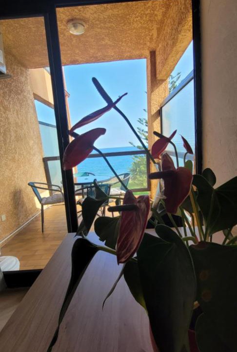Photo of Others in Santa-Lucia-di-Moriani