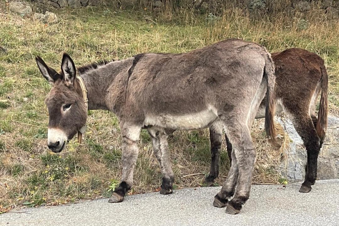 Photo of Others in Annot