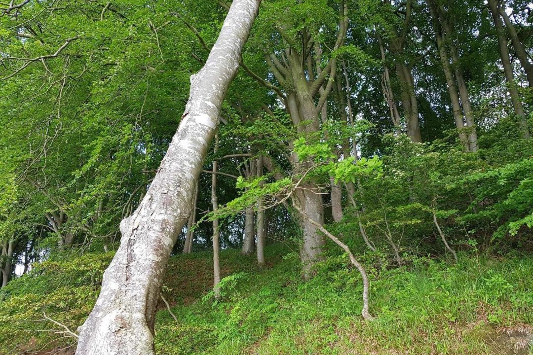 Photo of Outdoor in Andkær Vig