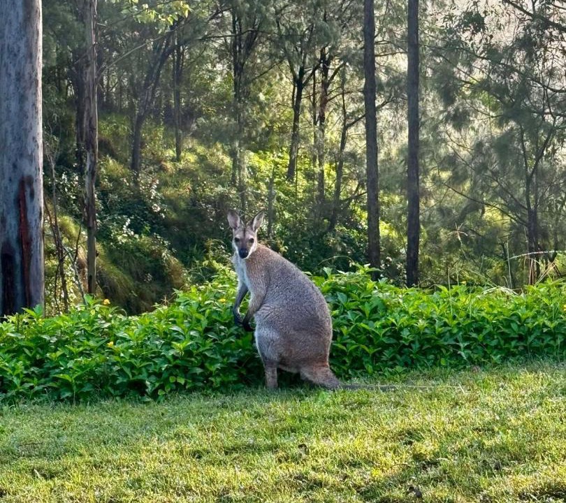 Photo of Others in Canungra
