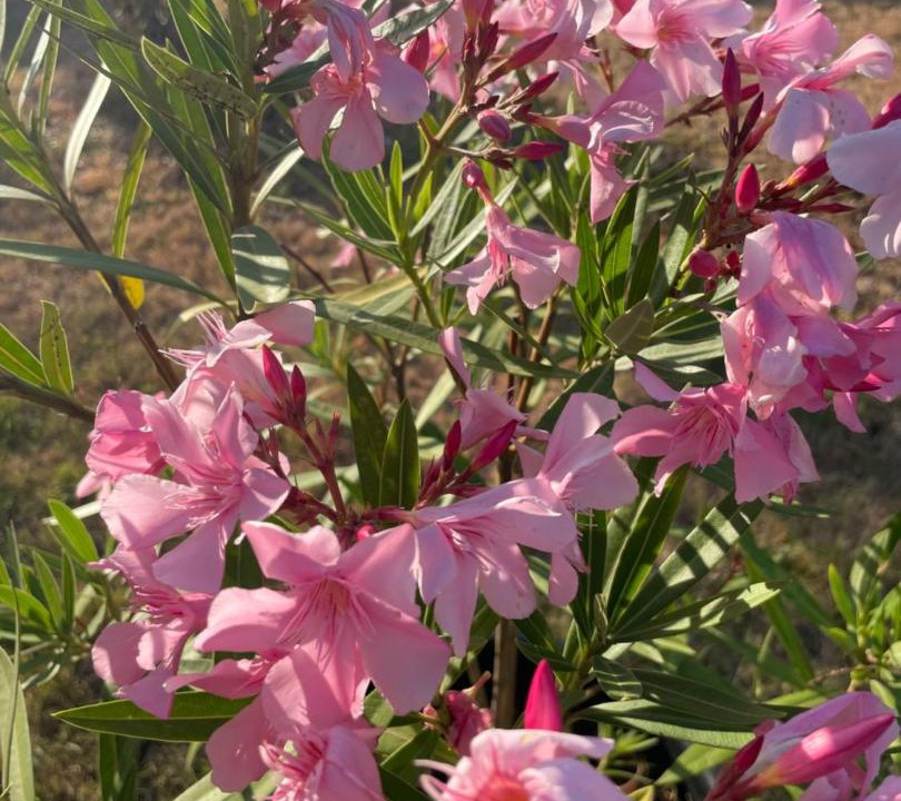 Photo of Others in Soyaux