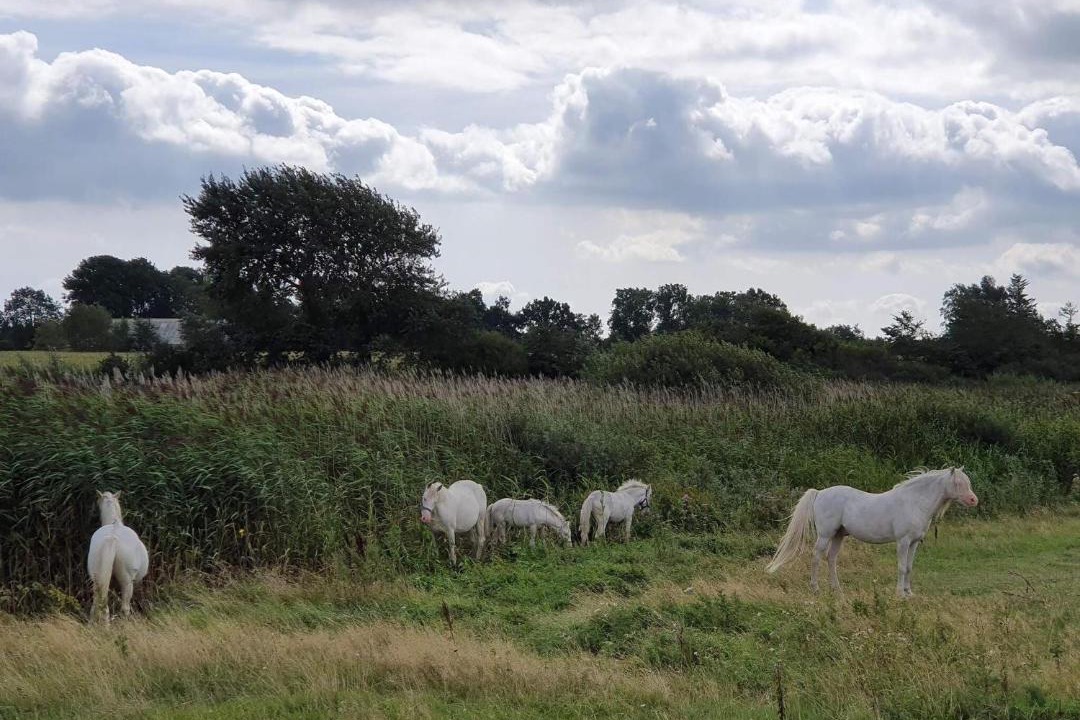 Photo of Others in Nordborg