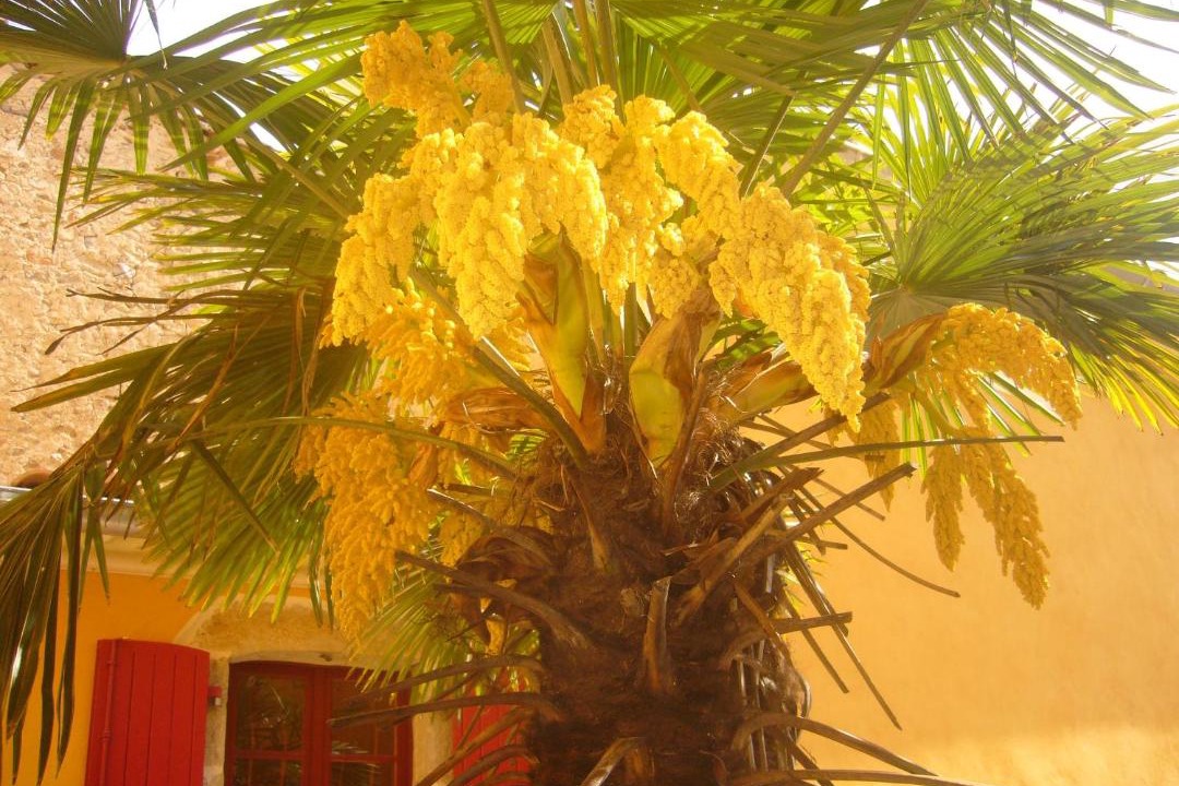 Photo of Others in Saint-Jean-du-Gard