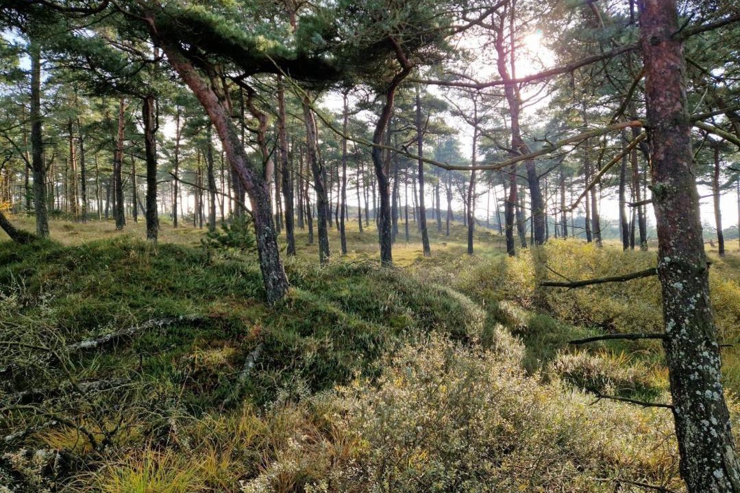 Photo of Others in Kongsmark