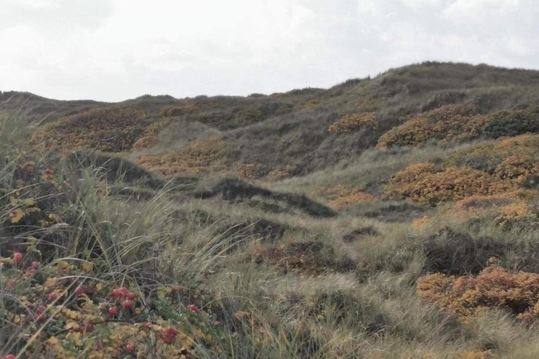 Photo of Others in Henne Strand