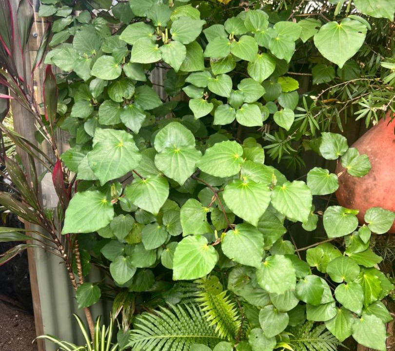 Photo of Others in Karkari Peninsula