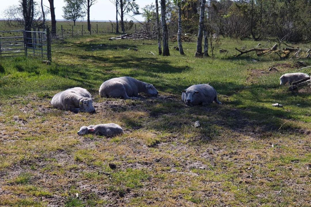 Photo of Others in Nørre Hurup