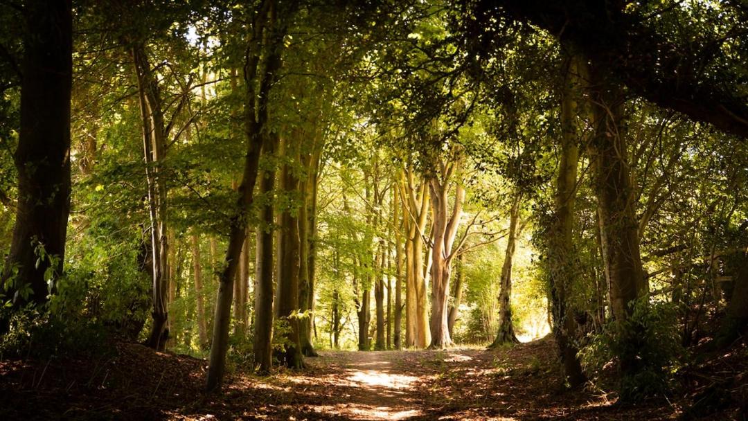 Photo of Others in Buxted