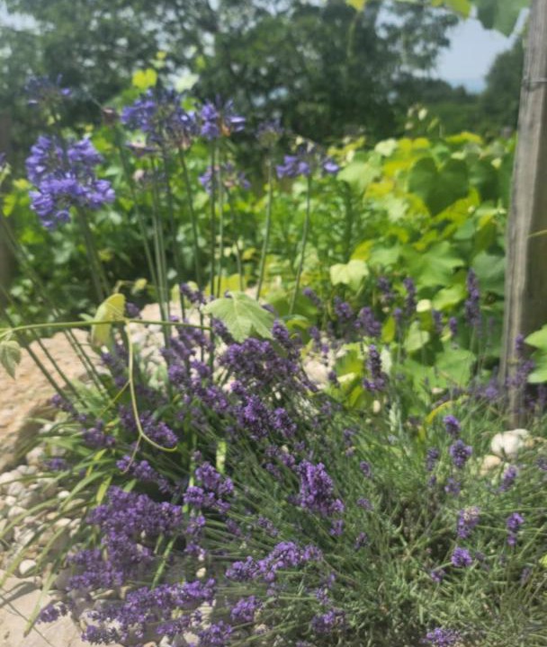 Photo of Outdoor in Saint-Genix-sur-Guiers