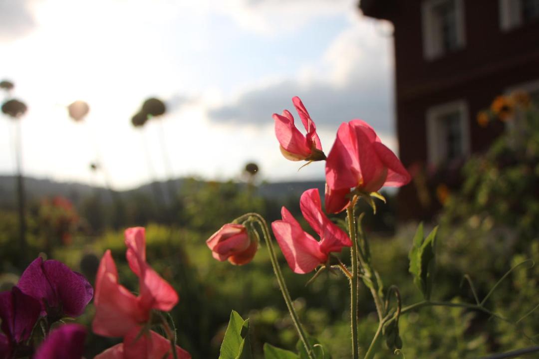 Photo of Others in Buetschwil-Ganterschwil