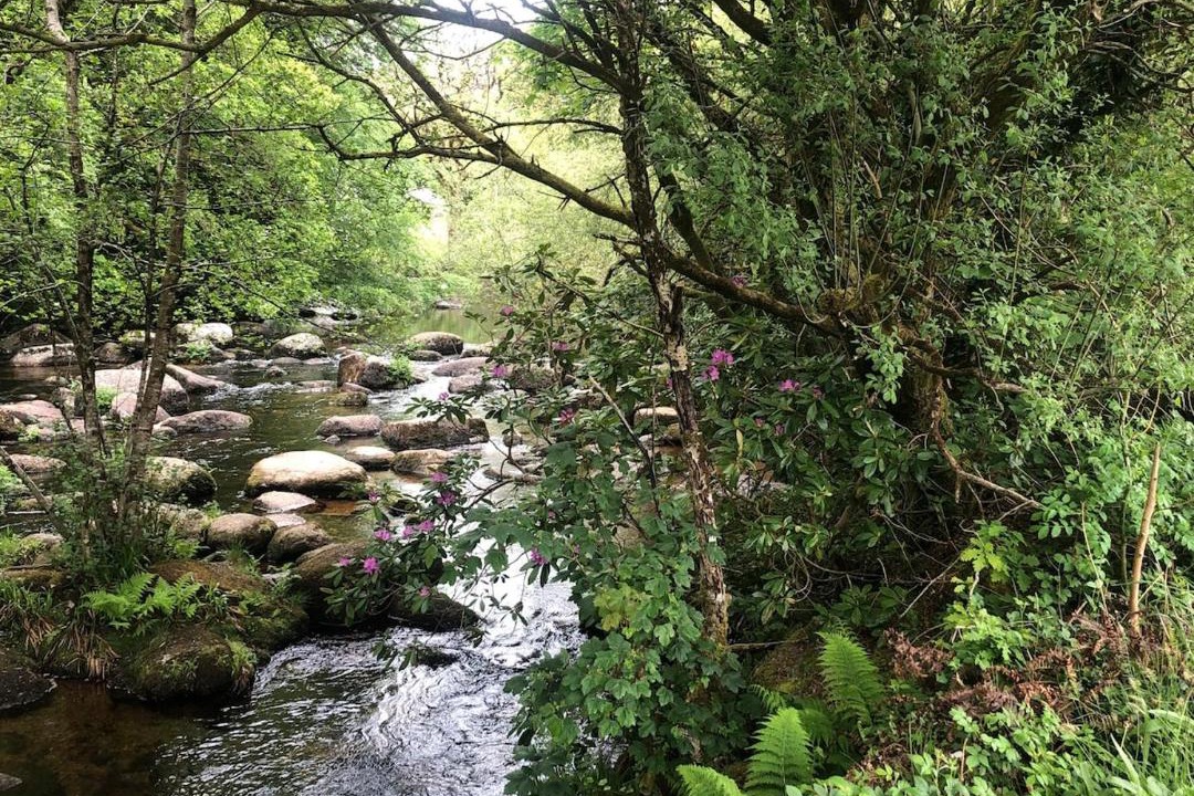 Photo of Others in Dartmeet