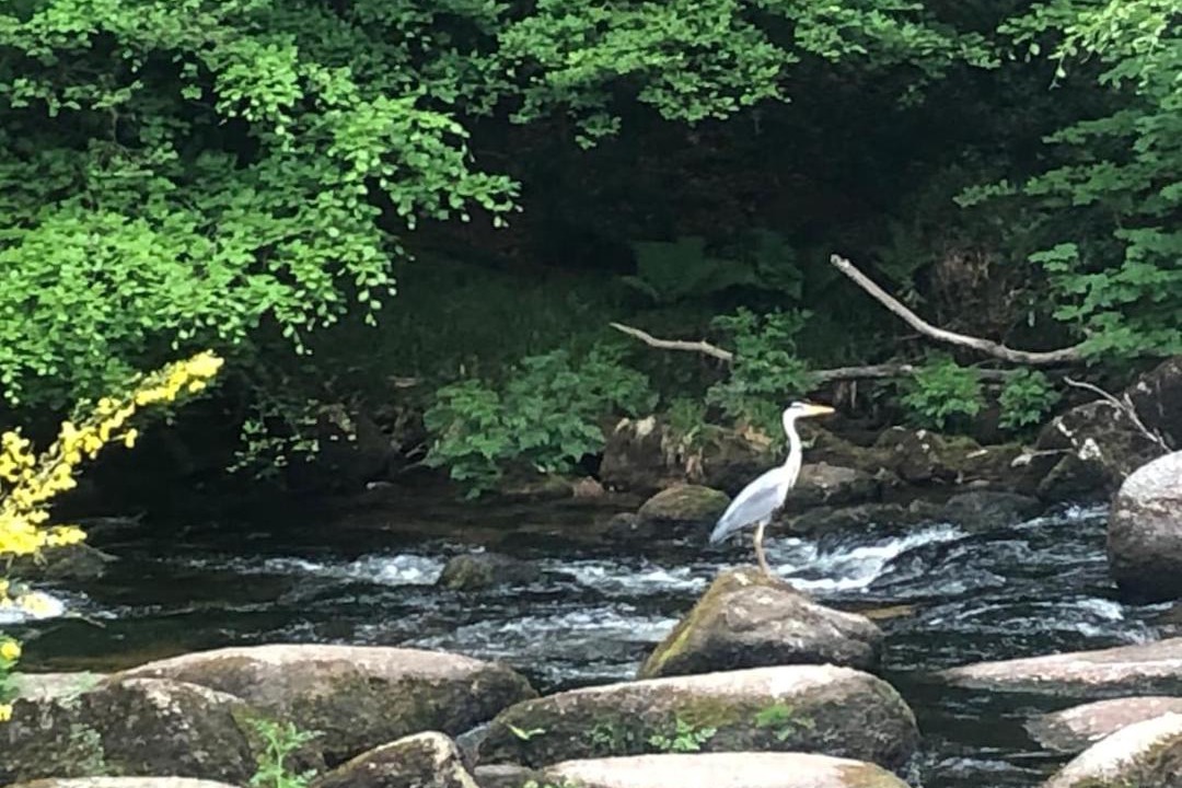 Photo of Others in Dartmeet
