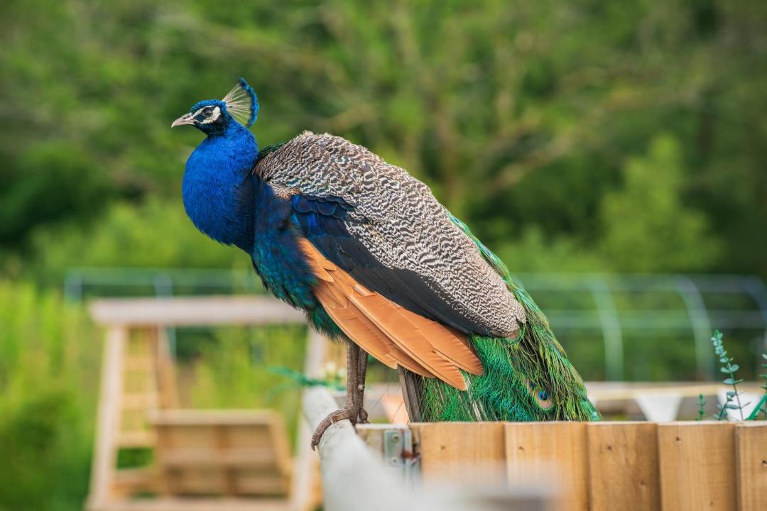 Photo of Others in Nantgarw