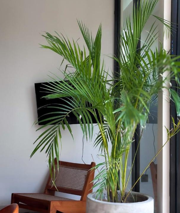 Photo of Others in Singapadu Tengah