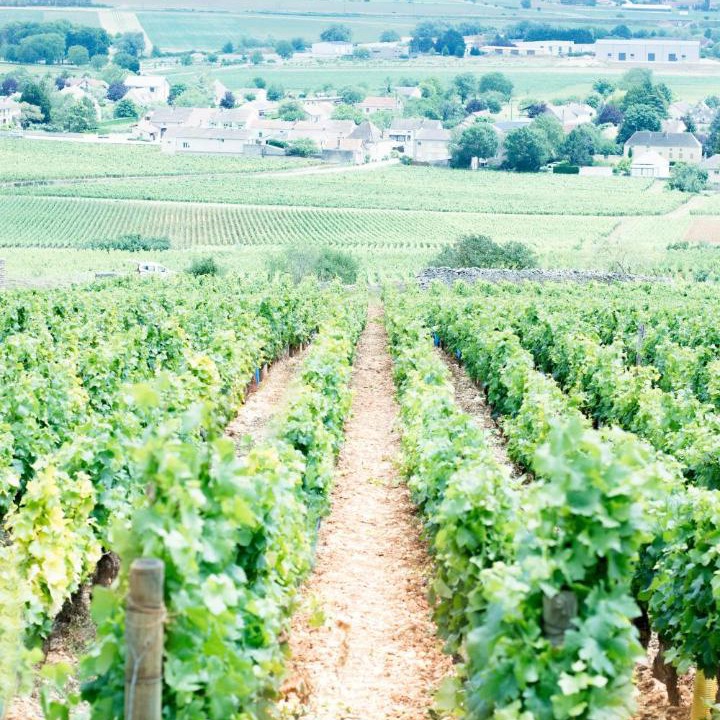Photo of Others in Saint-Bris-le-Vineux