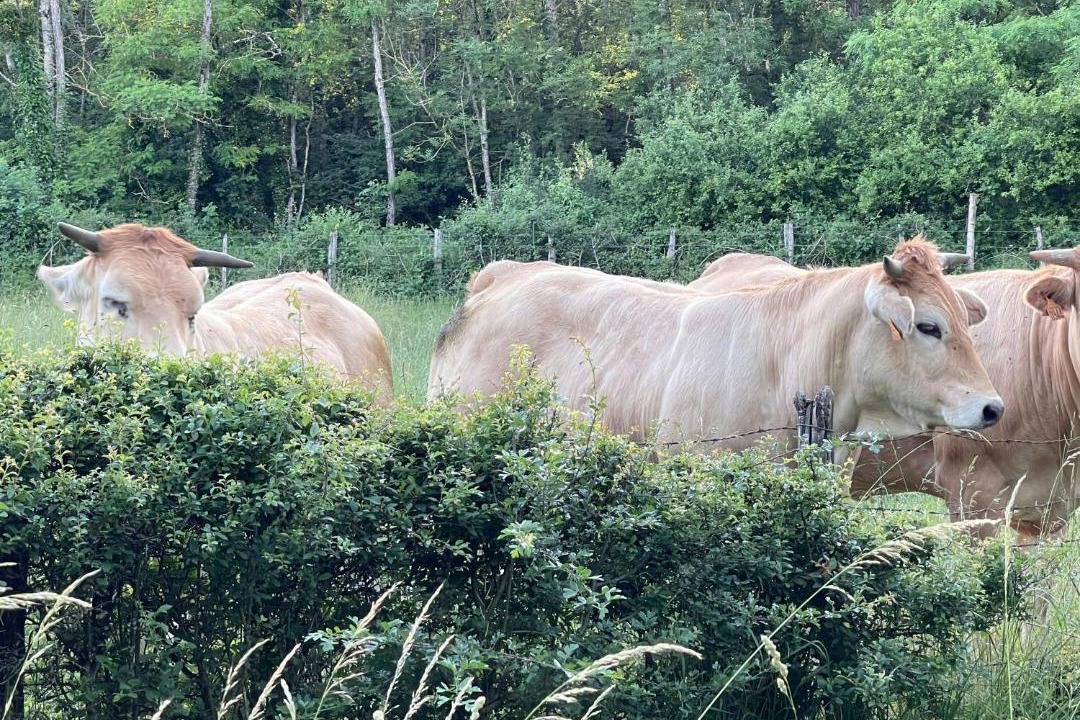 Photo of Others in Quincerot