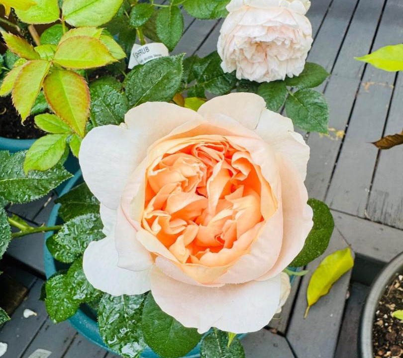 Photo of Others in Mount Roskill