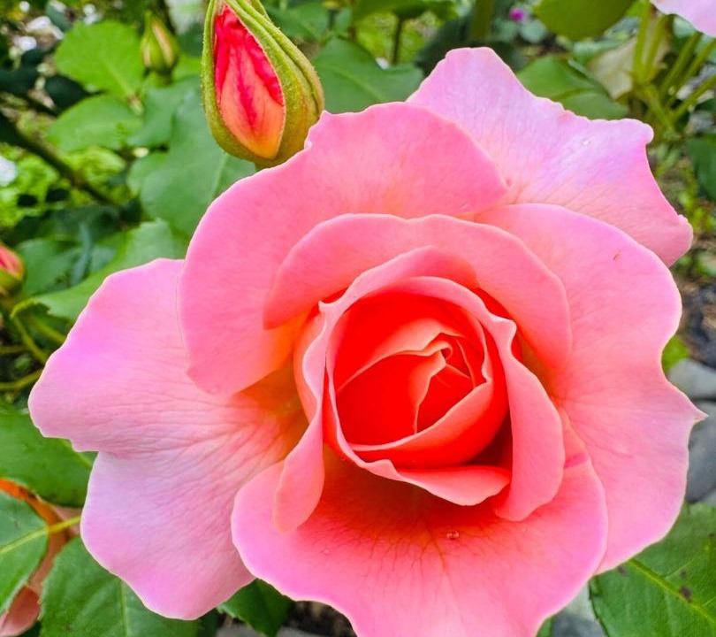 Photo of Others in Mount Roskill