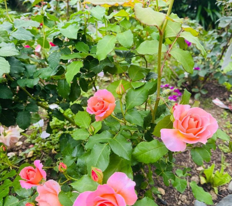 Photo of Others in Mount Roskill