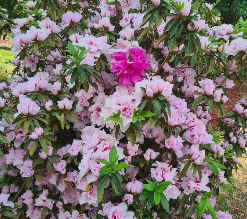 Photo of Others in Castle Hill