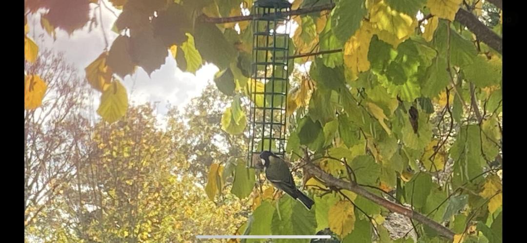 Photo of Others in Saint-Priest-le-Betoux