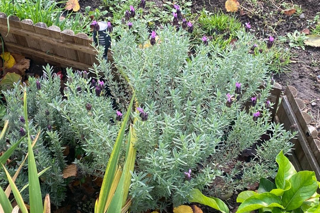 Photo of Others in Saint-Priest-le-Betoux