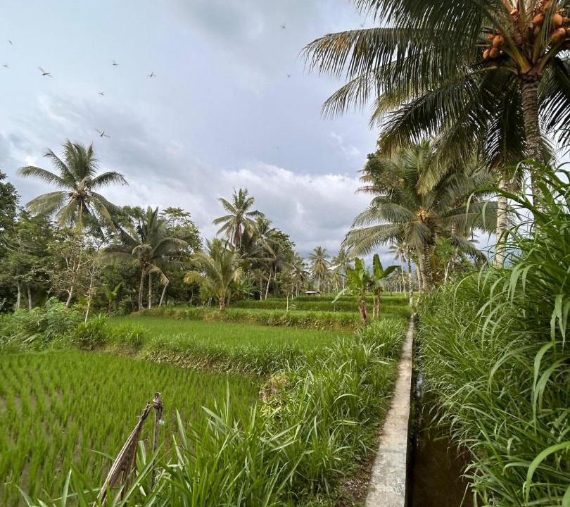 Photo of Others in Tetebatu