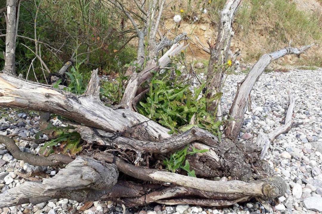 Photo of Others in Flovt Strand