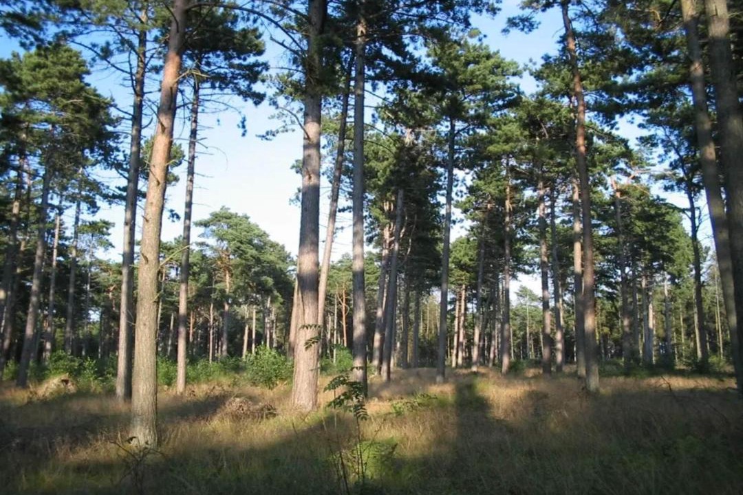 Photo of Others in Marielyst