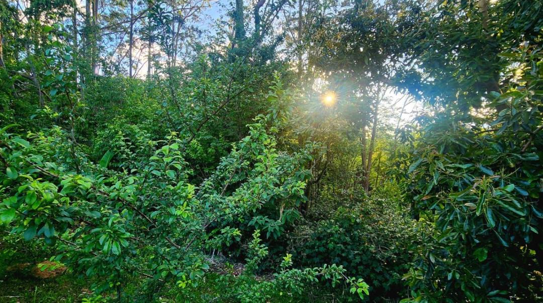 Photo of Outdoor in Kerikeri