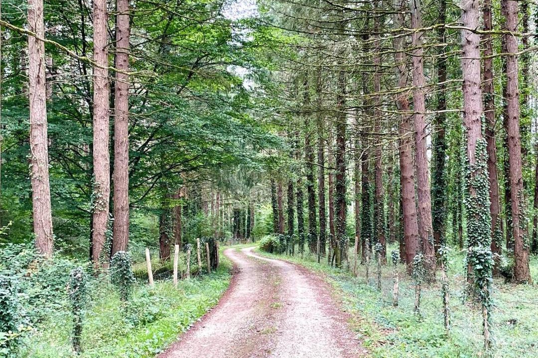 Photo of Others in Chambon-sur-Cisse