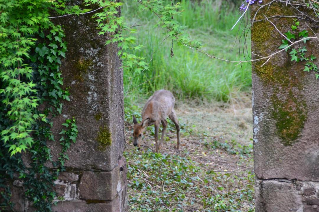 Photo of Others in Saint-Cyprien-sur-Dourdou