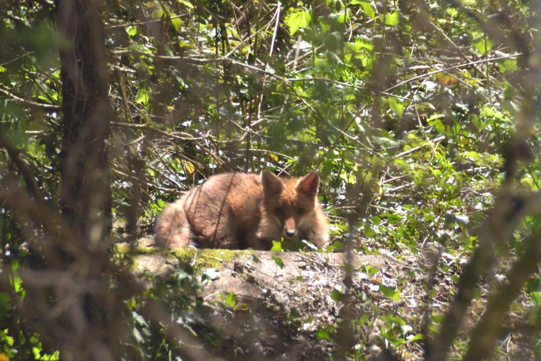 Photo of Others in Saint-Cyprien-sur-Dourdou