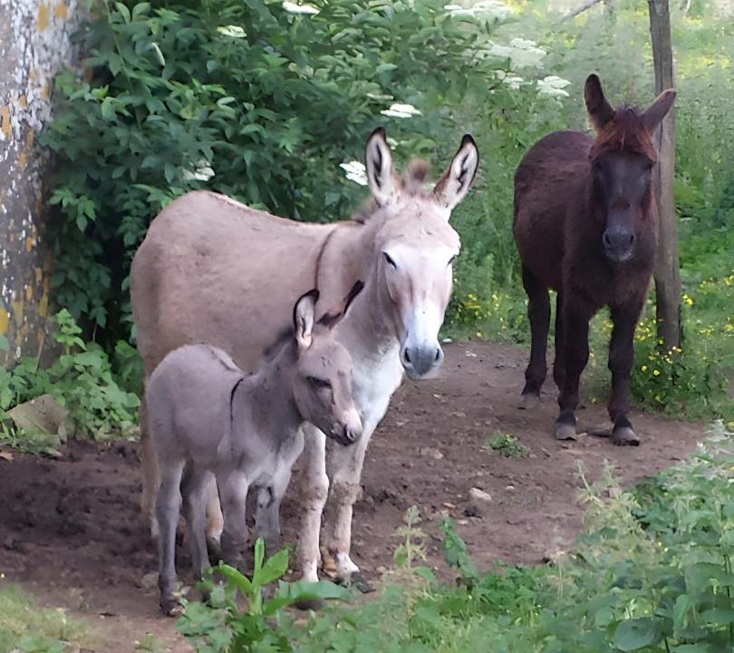 Photo of Others in Sanxay