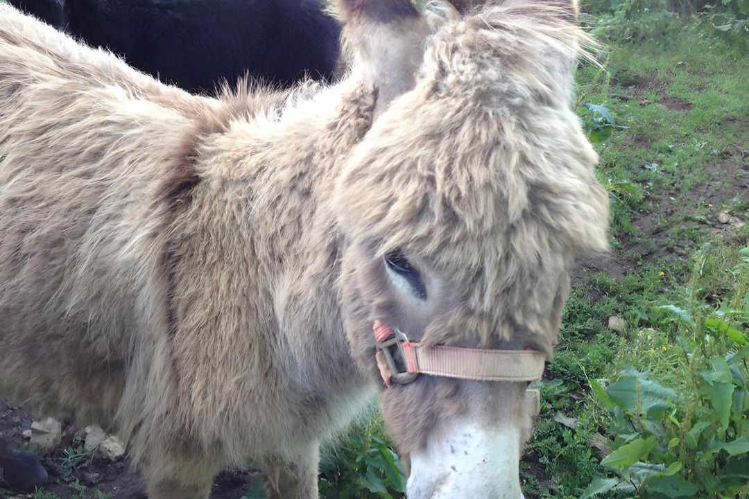 Photo of Others in Sanxay