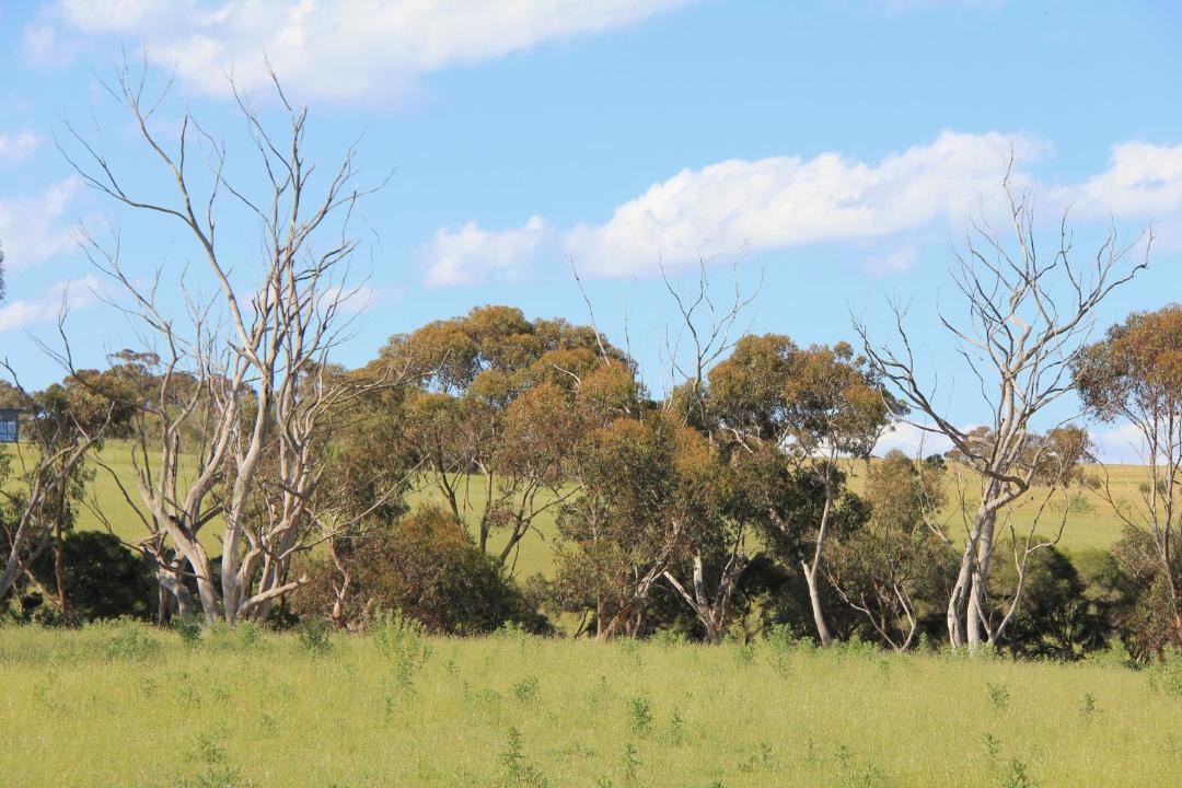 Photo of Others in Drysdale