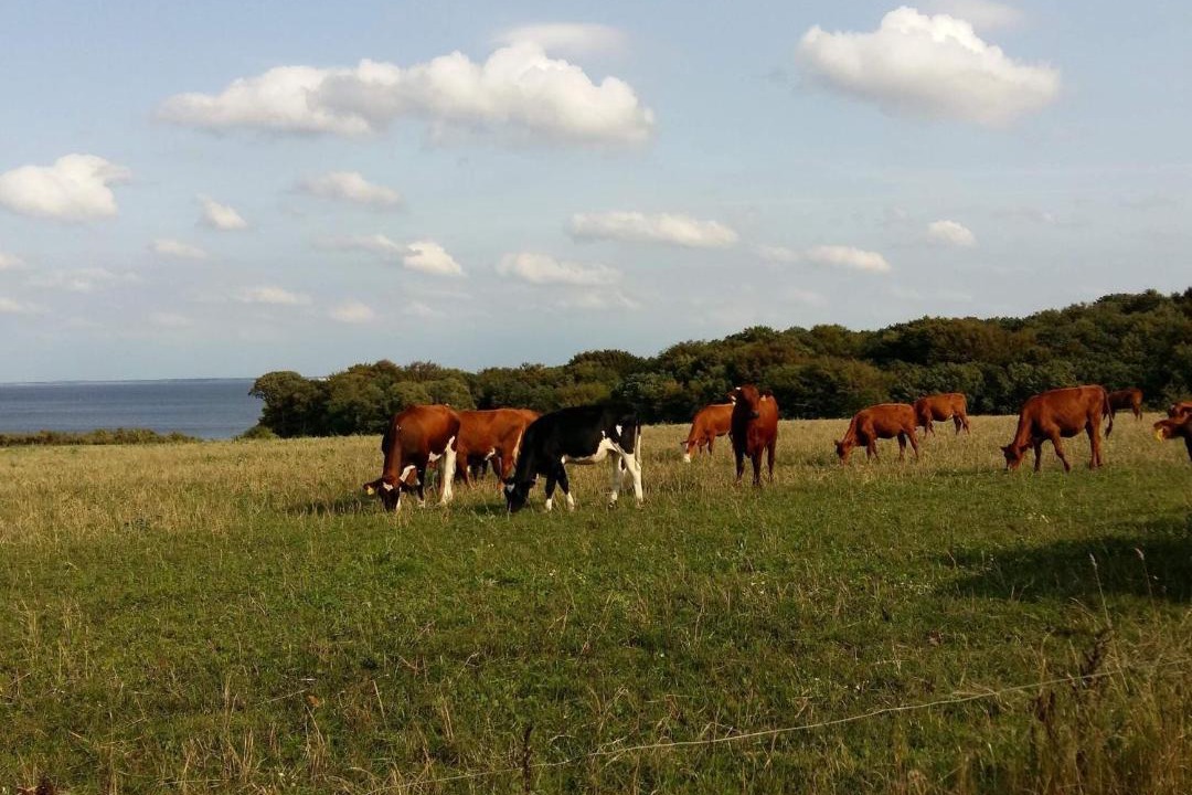 Photo of Others in Vester Grønning