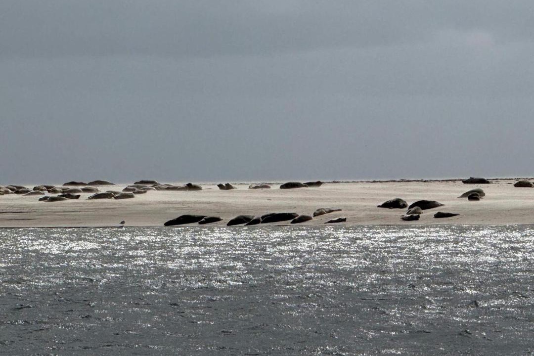 Photo of Others in Sønderho