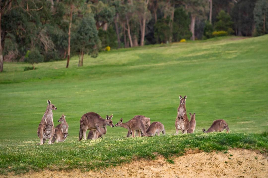 Photo of Others in Creswick