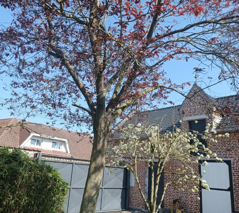 Photo of Others in Noyelles-sous-Bellonne