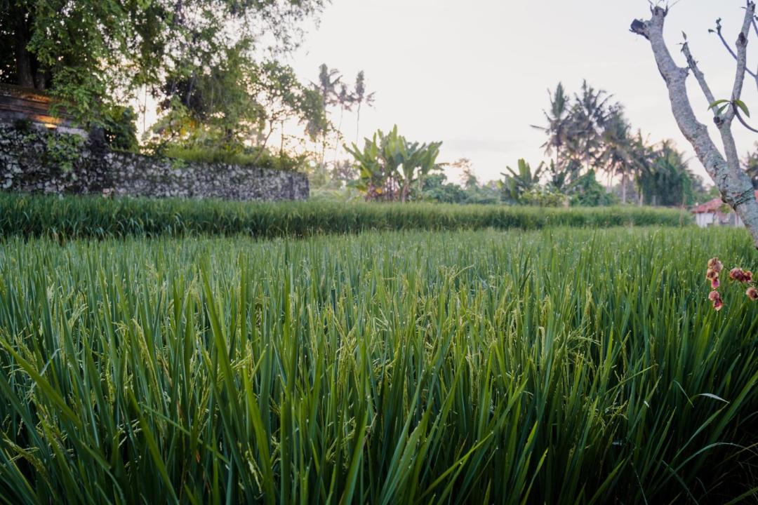 Photo of Others in Petulu