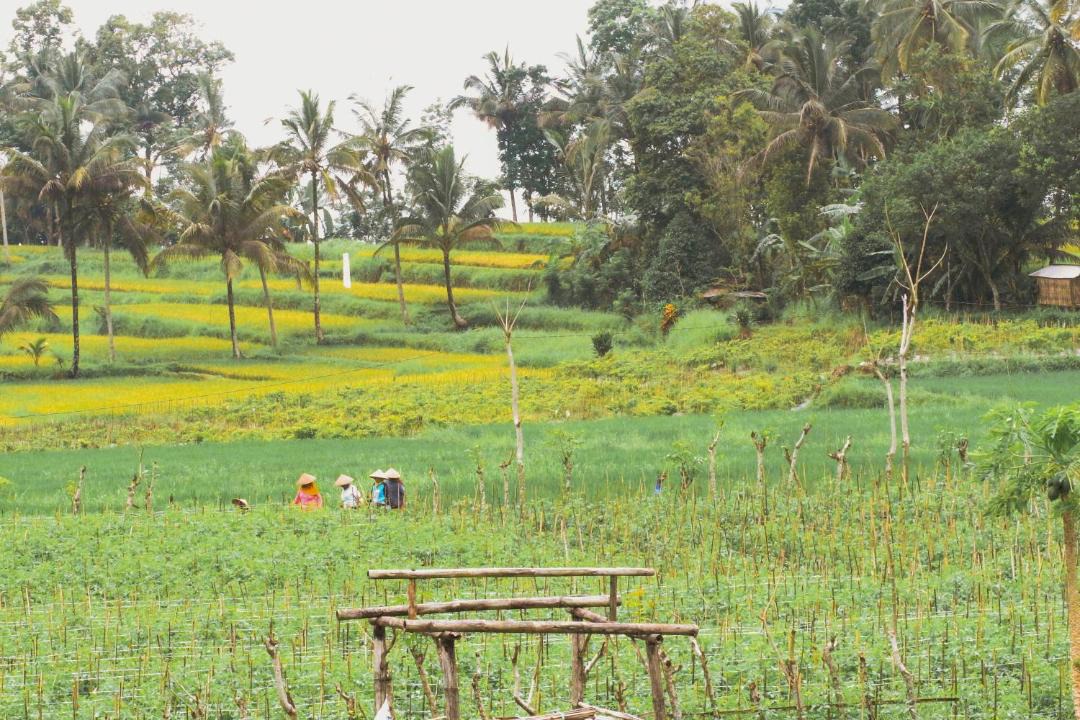 Photo of Others in Banyuwangi