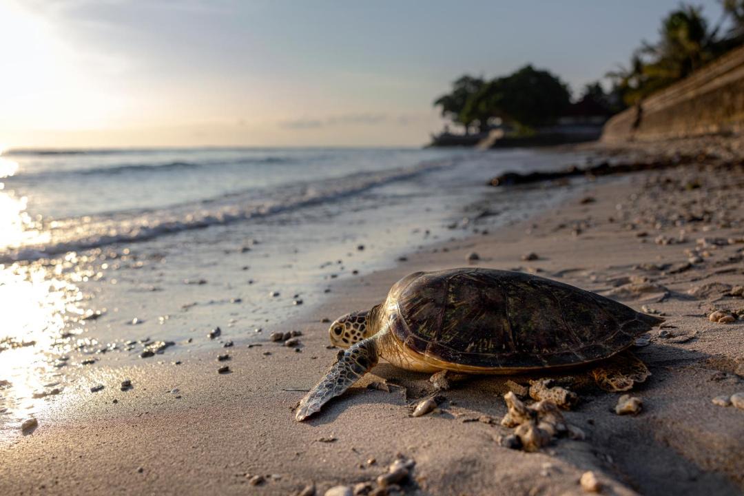 Photo of Others in Penida Island