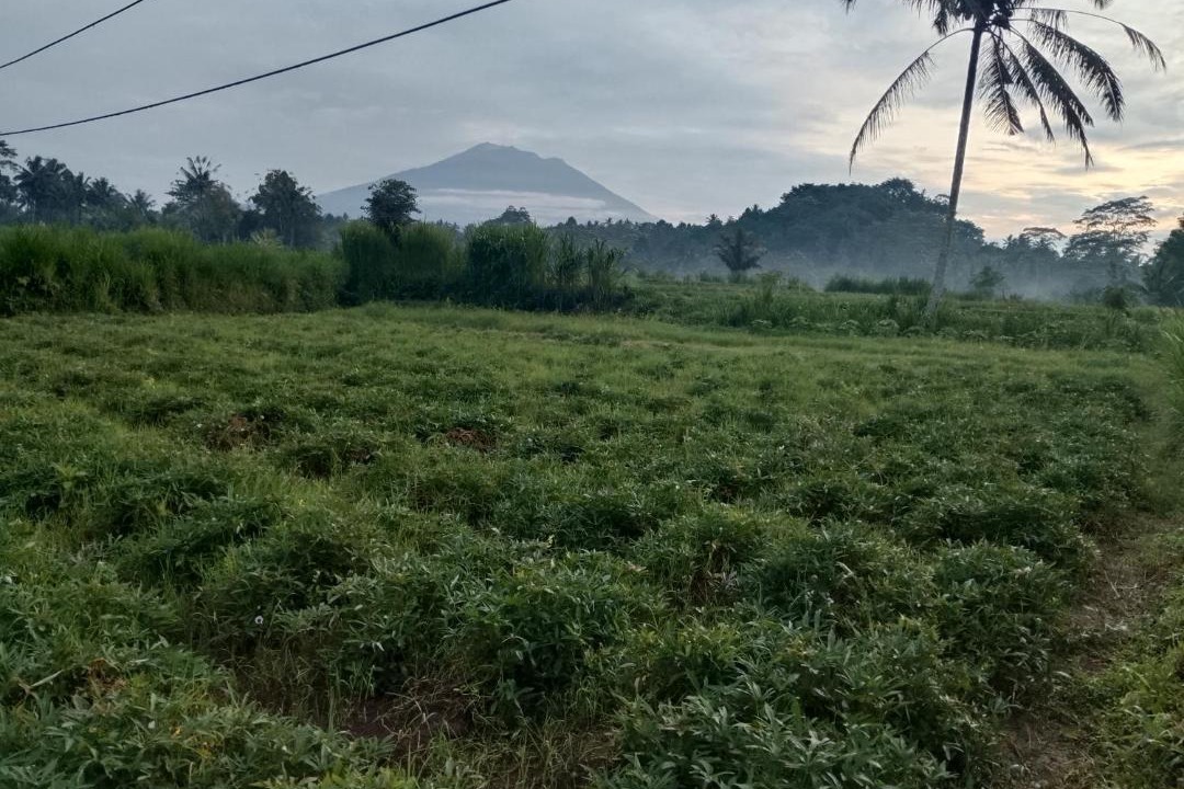 Photo of Others in Tembuku