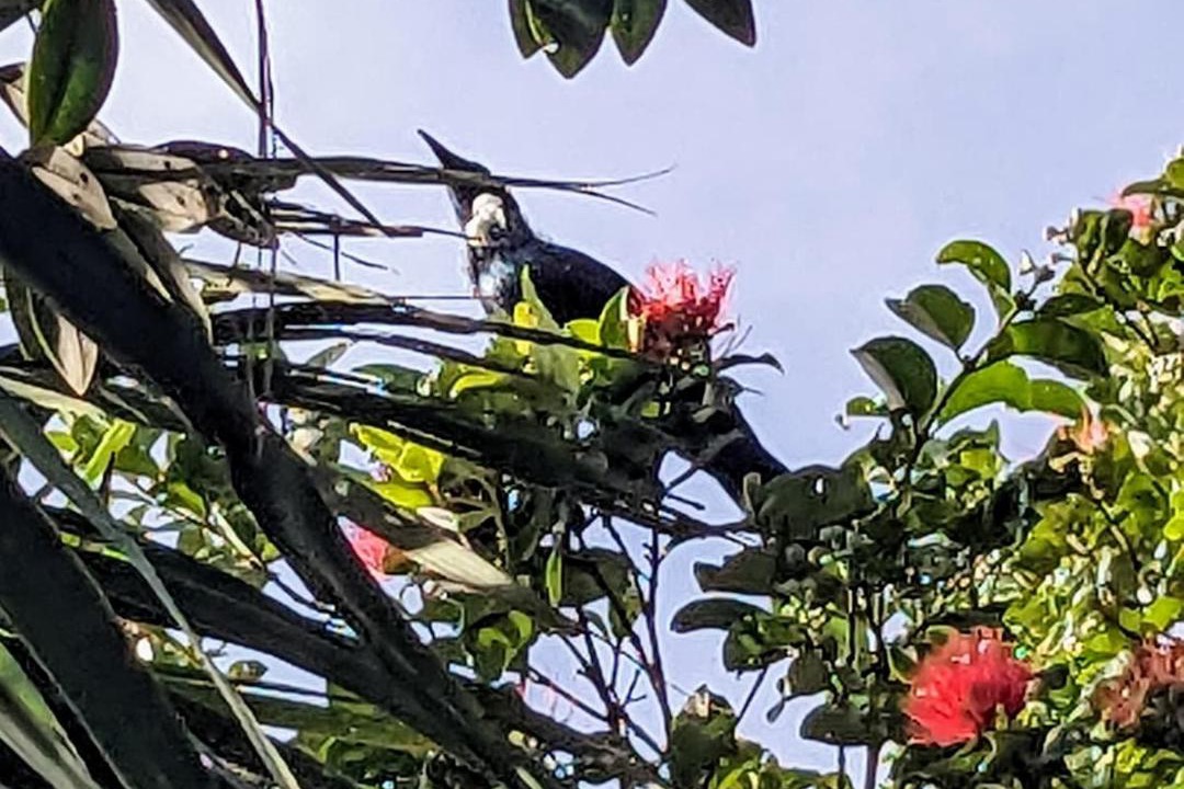 Photo of Others in Onerahi